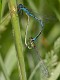 Coenagrion pulchellum in cop-3095